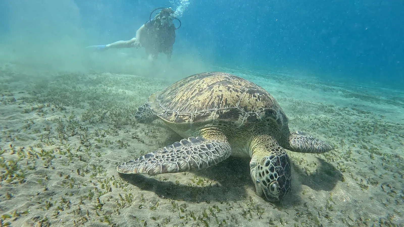 Abu dabab Bay South Egypte (9)