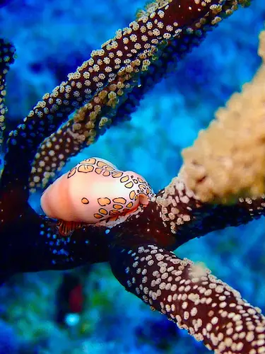 Duiklocatie Bari Reef nummer 30 op Bonaire