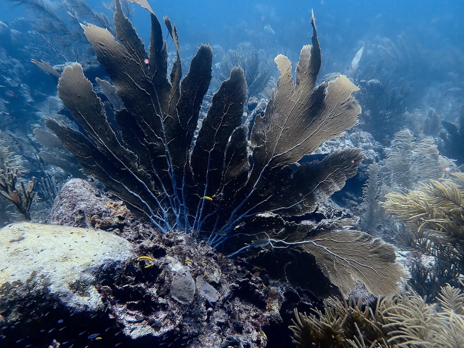 Voormalige Shrimp Factory aan de zuidoostkust van Bonaire