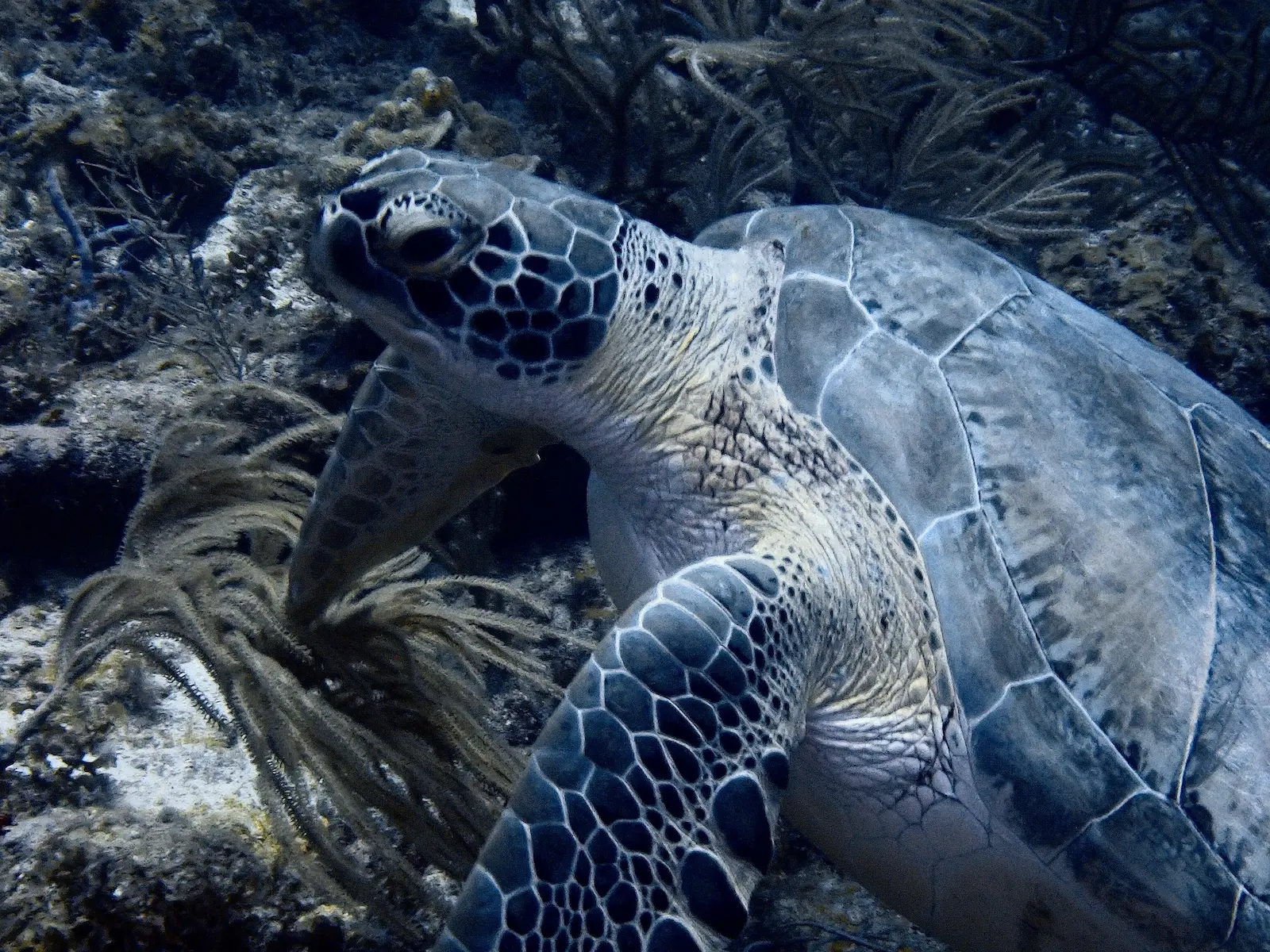 Bonaire shrimpfactory 7