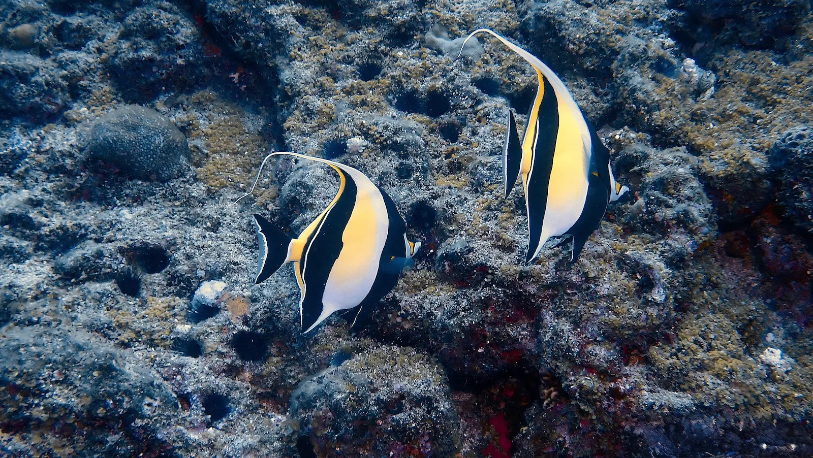 Confettis Mauritius (3)