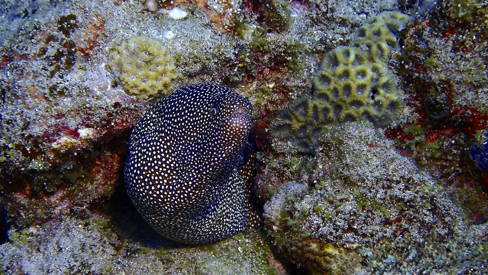 Confettis Mauritius (5)