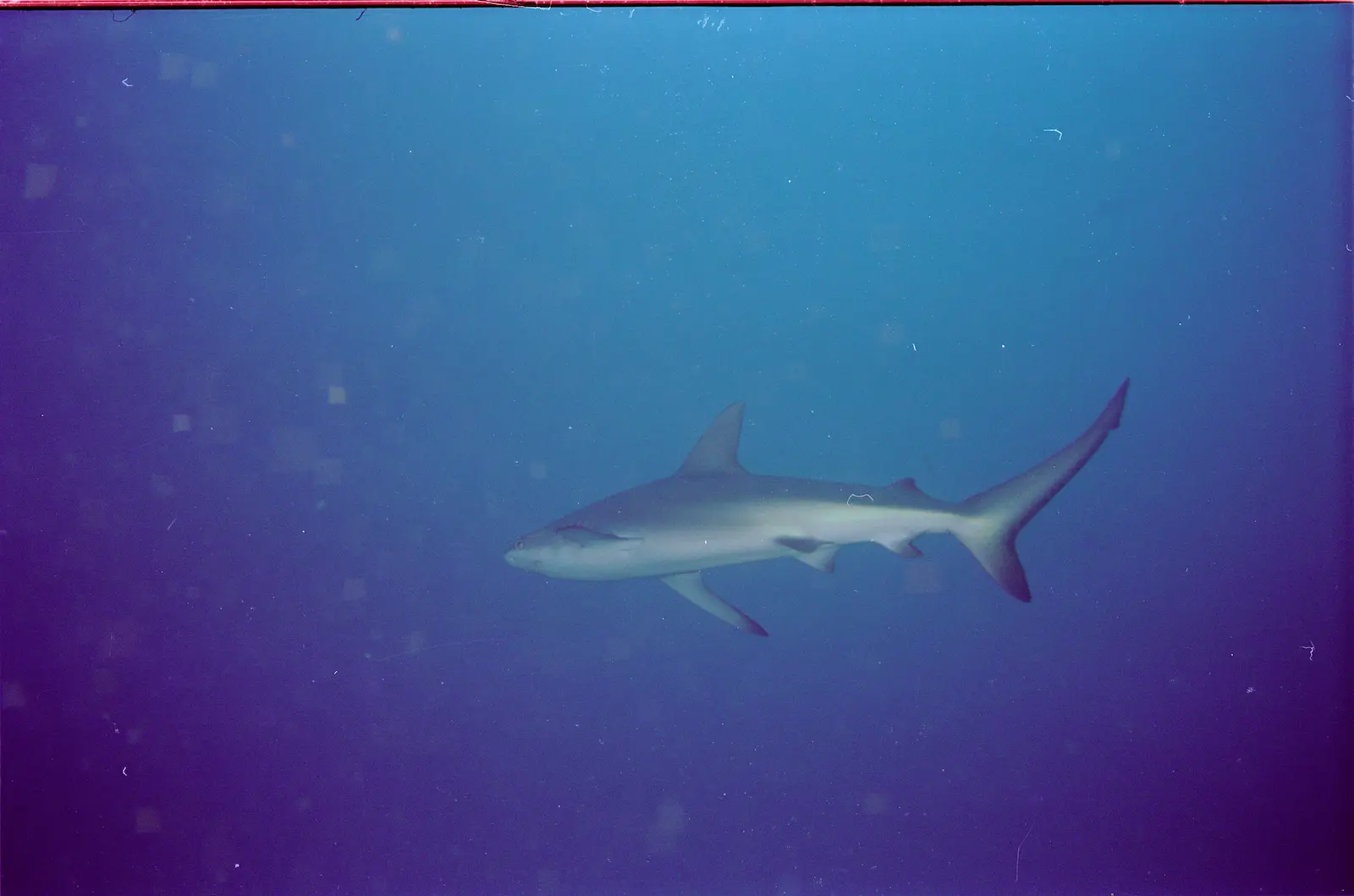 Enderby Island 1
