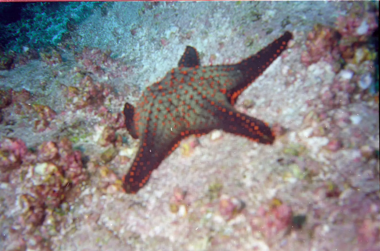 Punta Cormorant 3