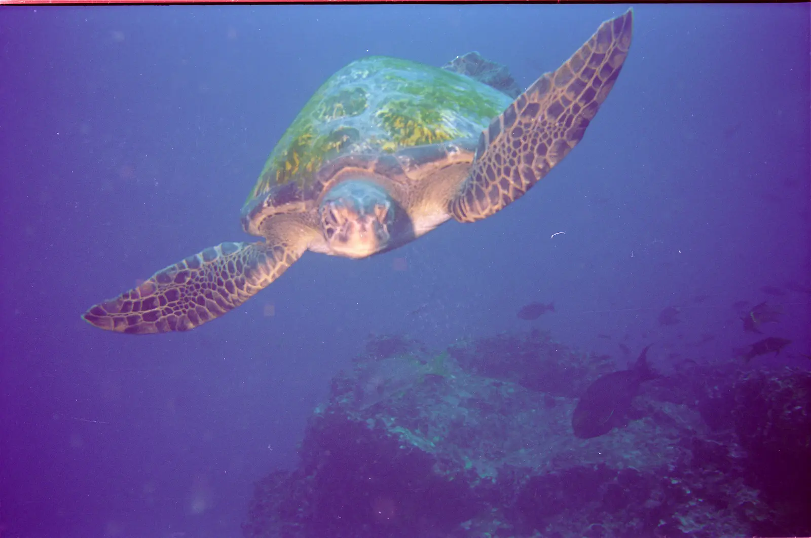 Seymour Island 1