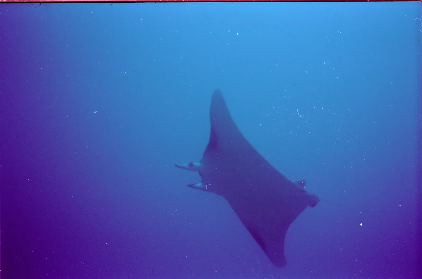 Seymour Island 2
