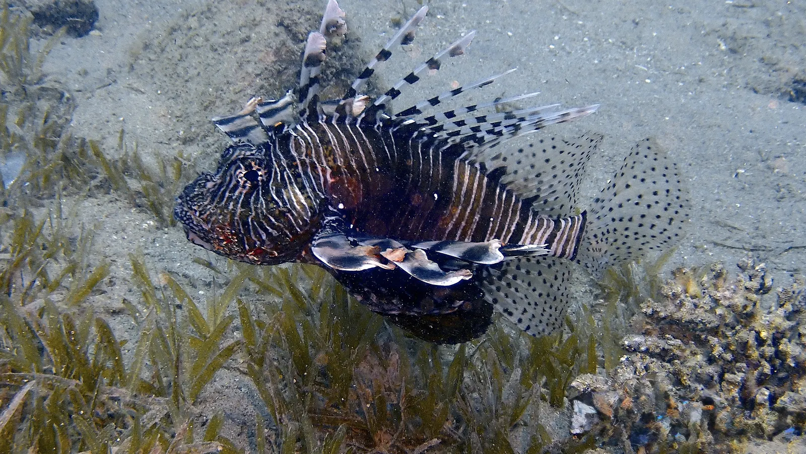 Koraalrif bij Umm El-Sid in Dahab