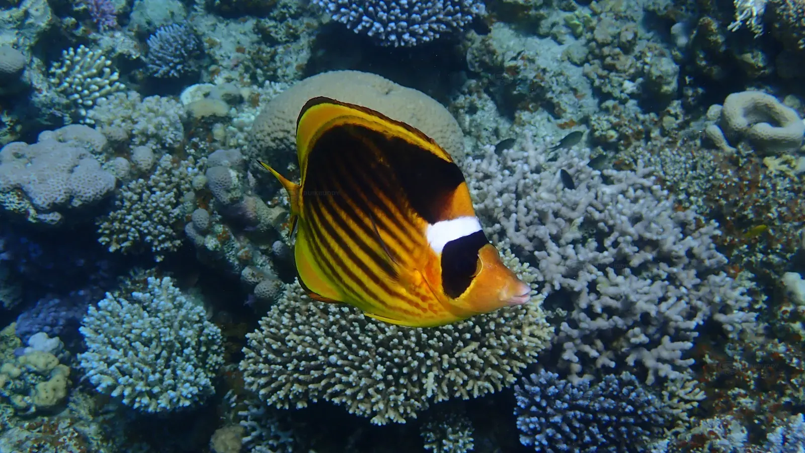 Gabr el bint (34)
