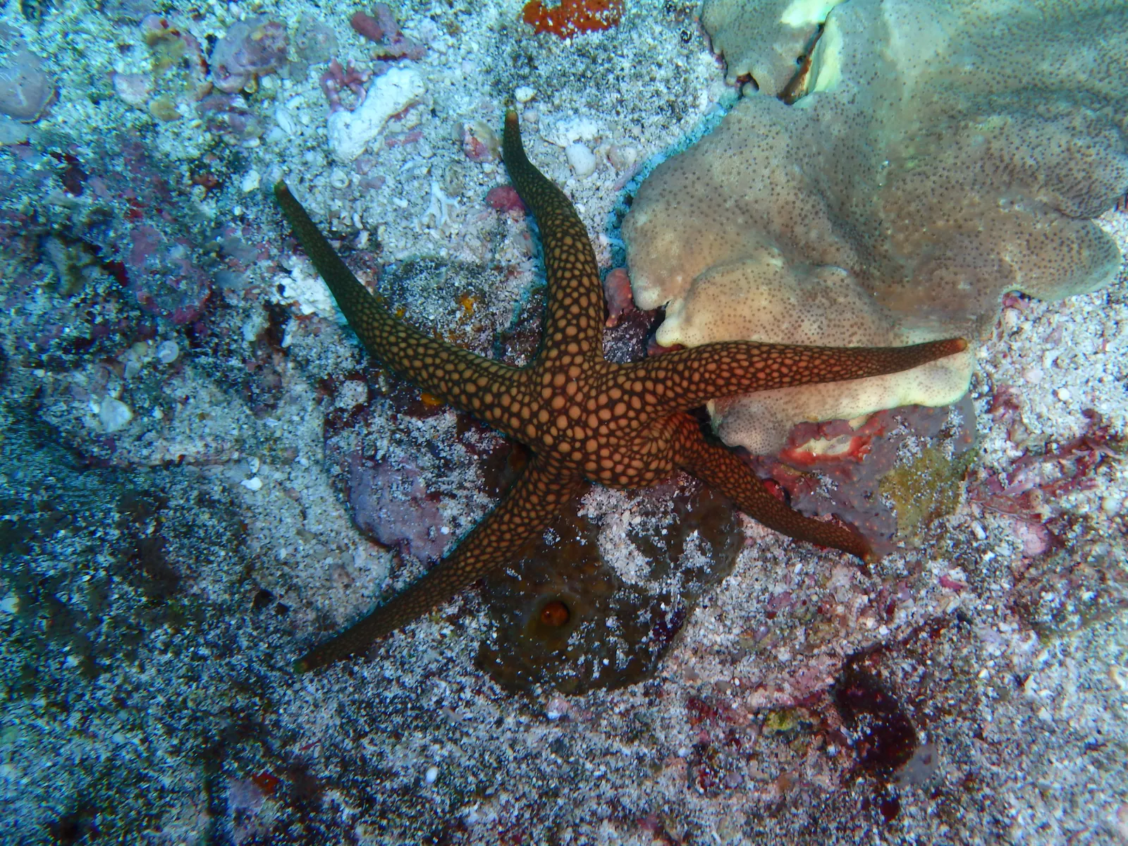 ID Sanur (1)