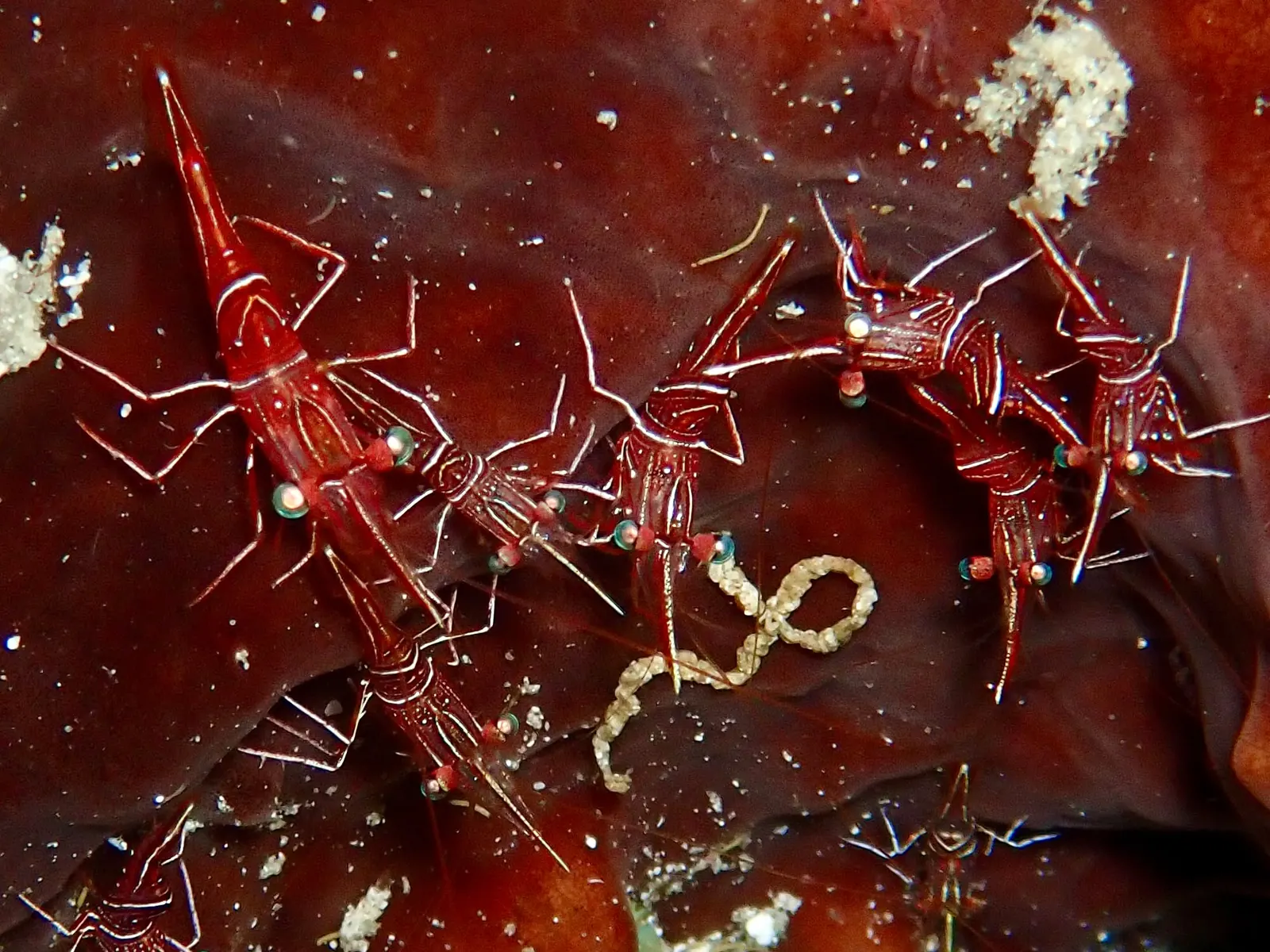 ID Spanish reef (2)
