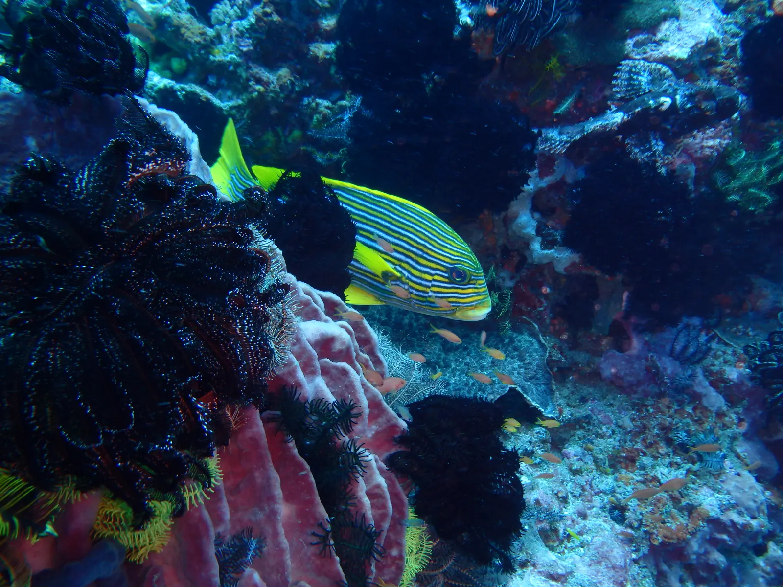 ID Nusa penida 2