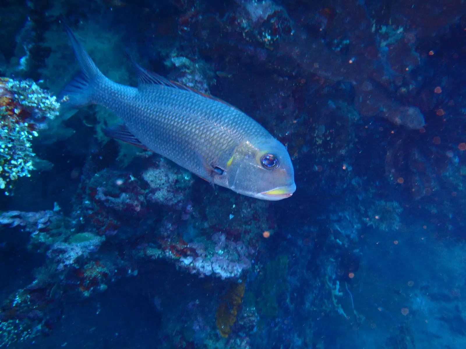 ID Tulumben (3)