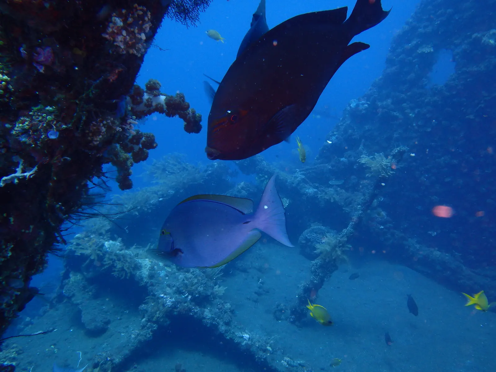 Liberty Wreck