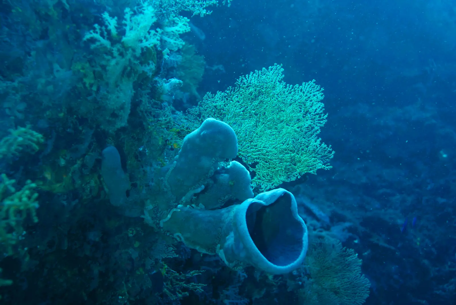 Mid Reef 001