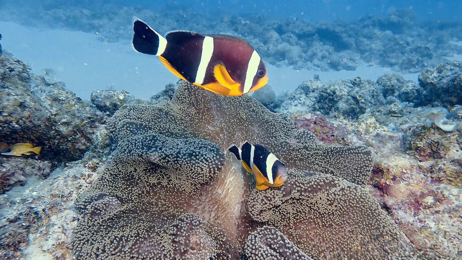 Mauritius Tropical Garden (10)