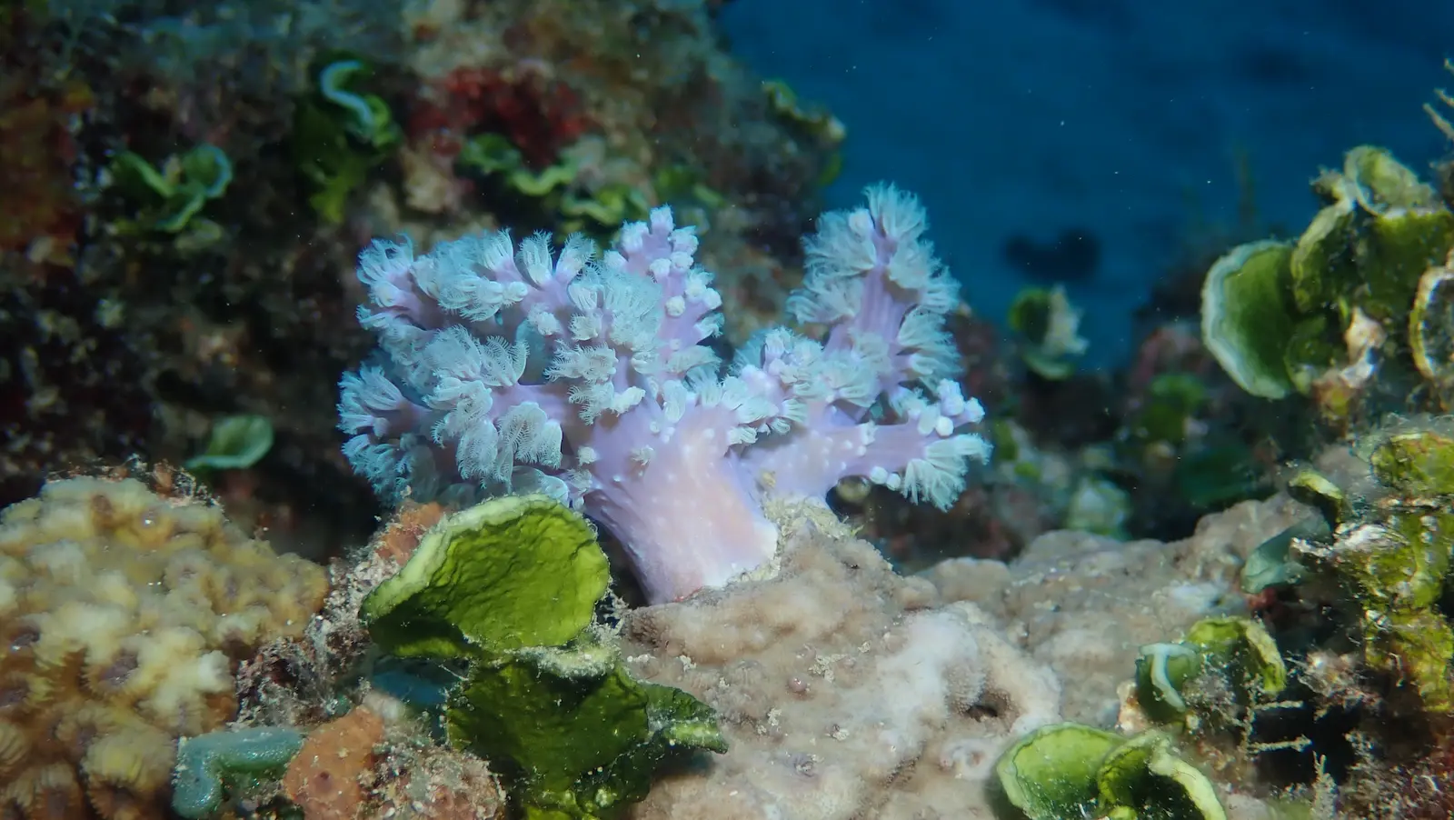 Mauritius Tropical Garden (3)