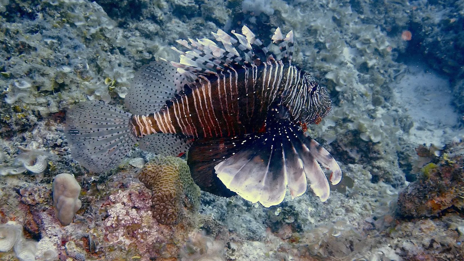 Mauritius Tropical Garden (6)