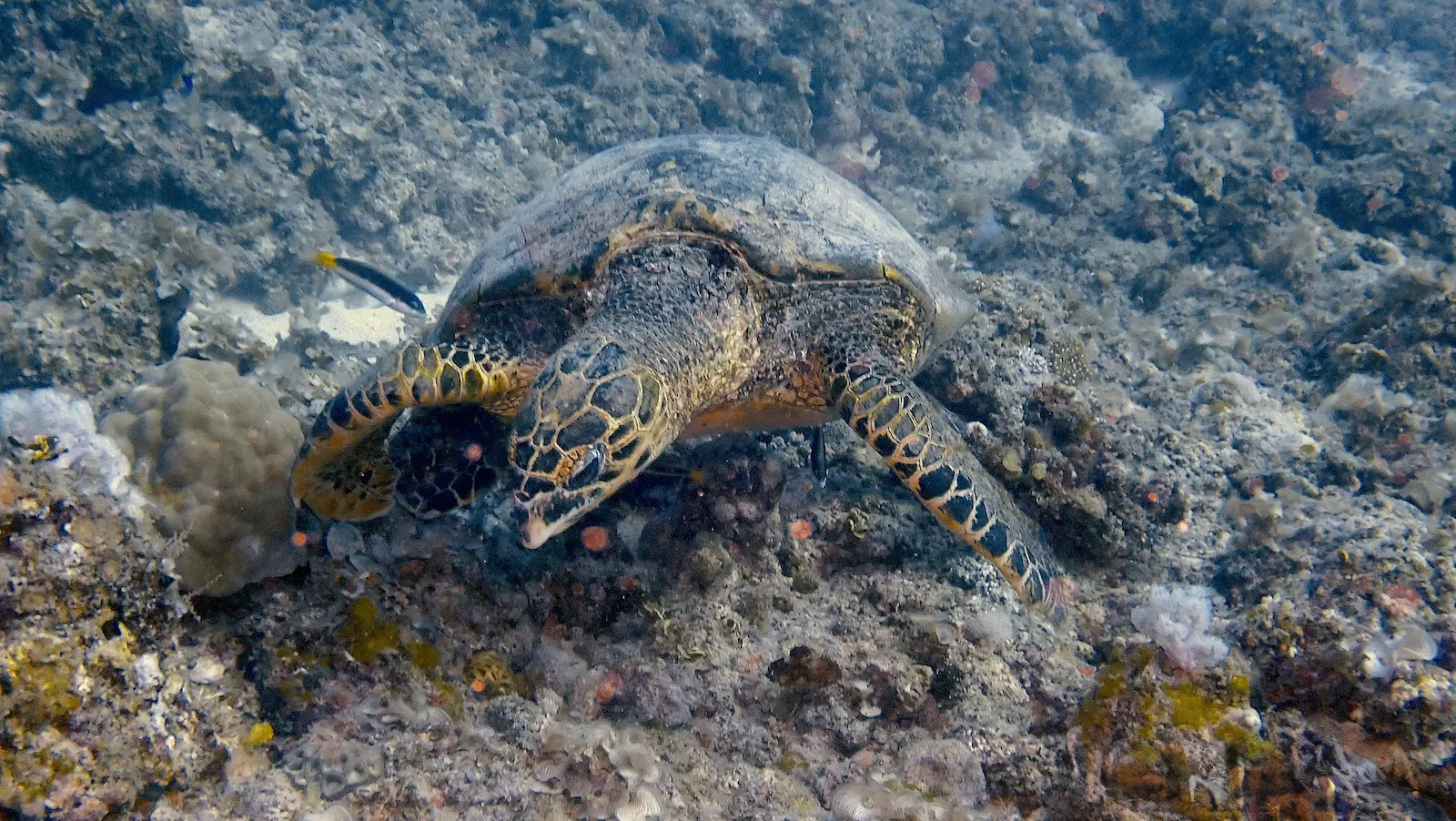 Mauritius Tropical Garden (7)