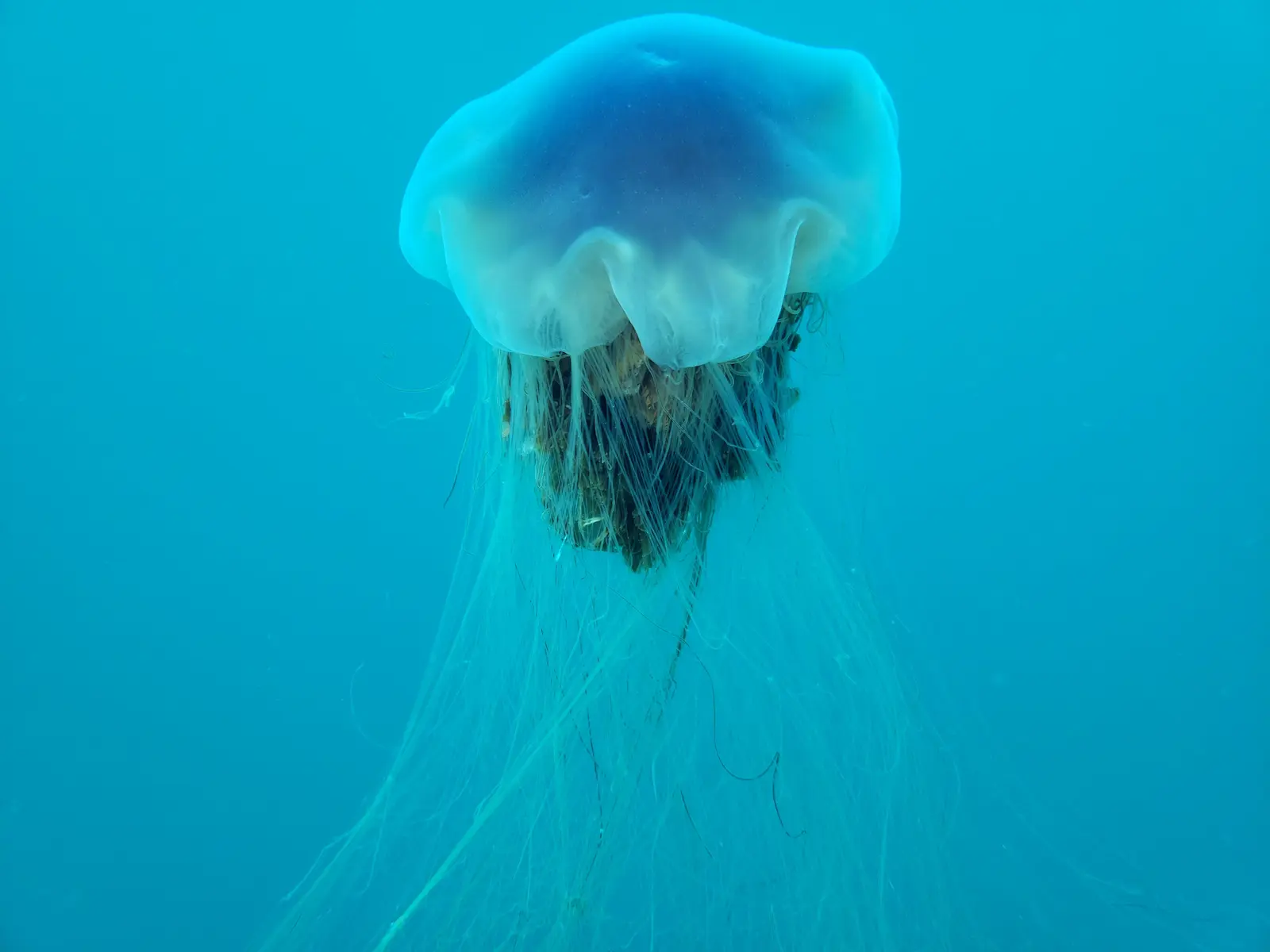 Wrakdruik PLM 27 (1)