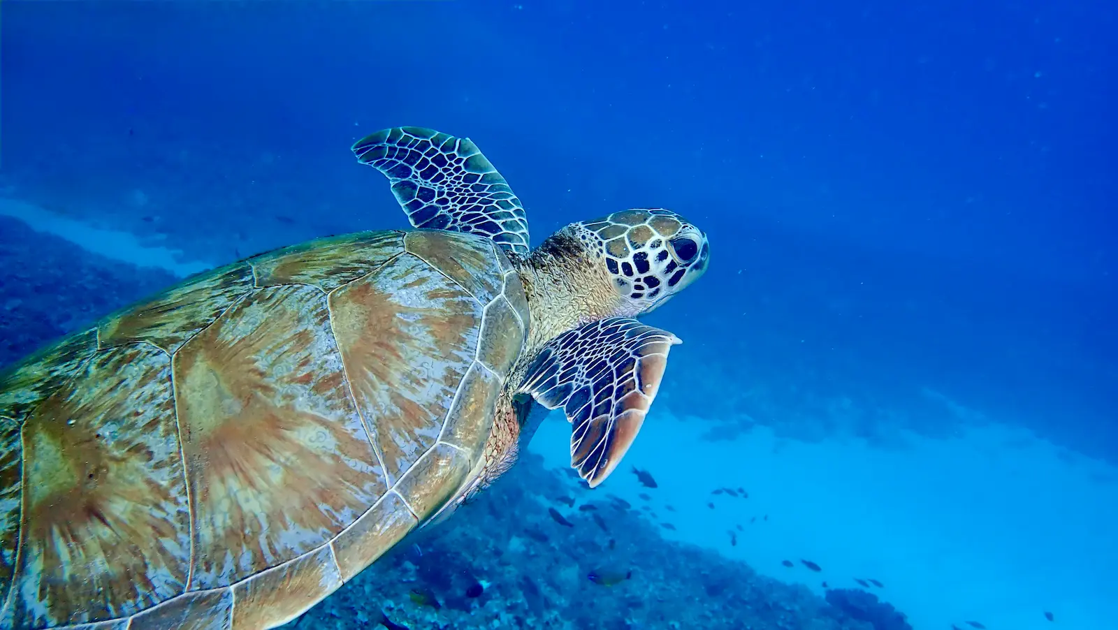 mauritius merville (6)