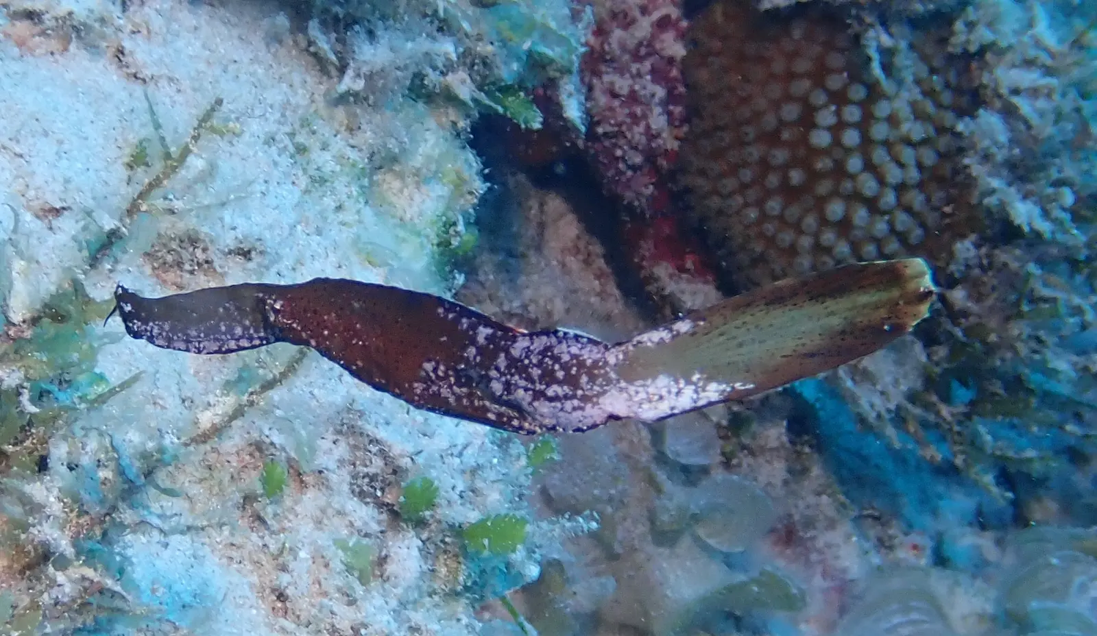 mauritius merville (7)